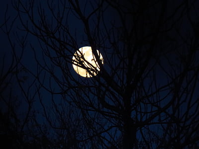 silhouette of black tree at night thumbnail