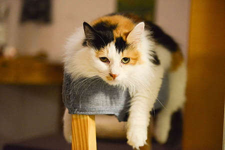 Calico Cat thumbnail