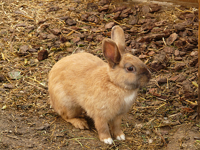 brown rabbit on dirt soil thumbnail
