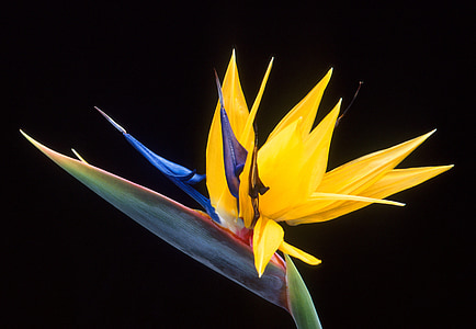 yellow petaled flower in closeup photography thumbnail