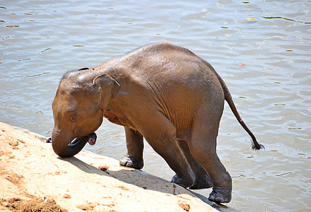 photo of elephant near body of water thumbnail