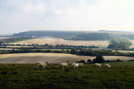 six white sheeps on green grass field during daytime thumbnail