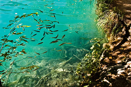 shoal of black fishes thumbnail