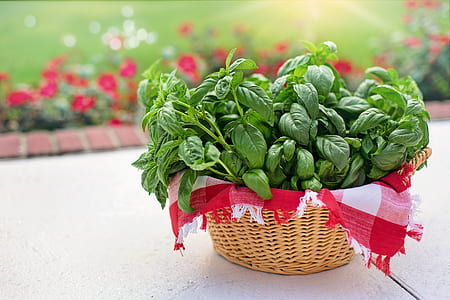 green leafed plants in basket thumbnail