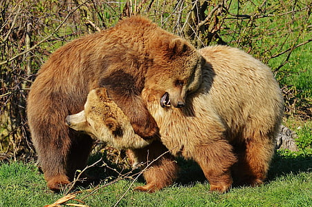wildlife photo of two bear fighting thumbnail