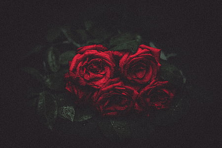 bouquet of red roses thumbnail
