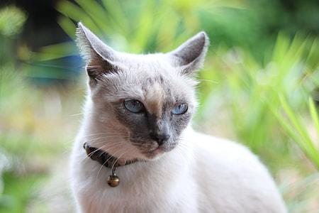 short-fur white cat thumbnail