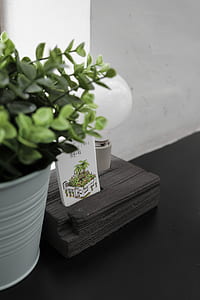 green plant in pot on black surface thumbnail