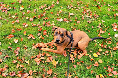 field, garden, animal, dog thumbnail