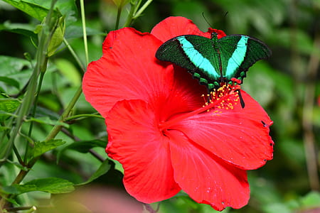 green and white butterfly on red flower thumbnail