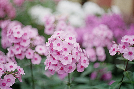 shallow focus photography of pink flowers thumbnail