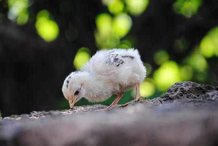 close-up photo of white chick thumbnail