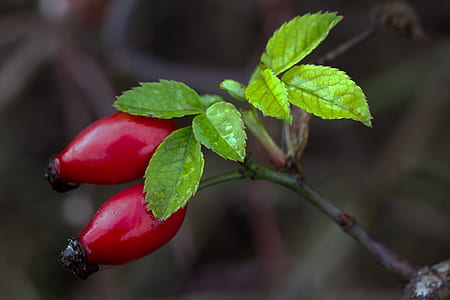 round red fruit thumbnail