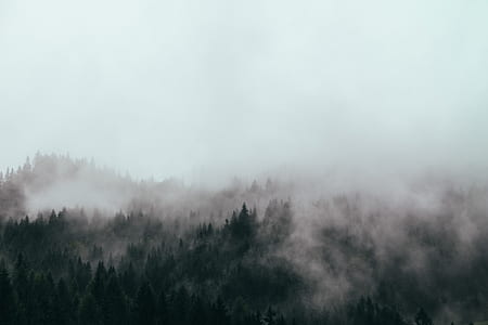 aerial photography of fog covered forest thumbnail