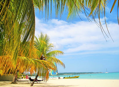 palm tree on seashore thumbnail