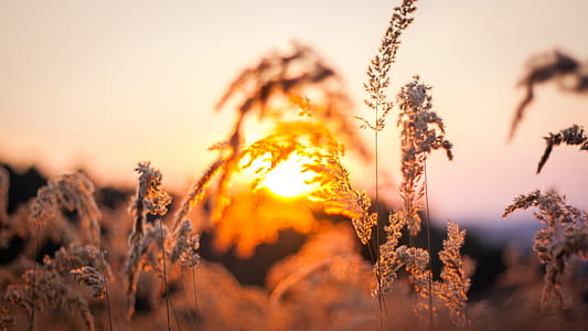 selective focus photography under white sky thumbnail