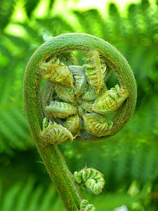 green plant thumbnail