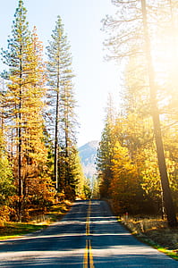 empty road between forest trees thumbnail