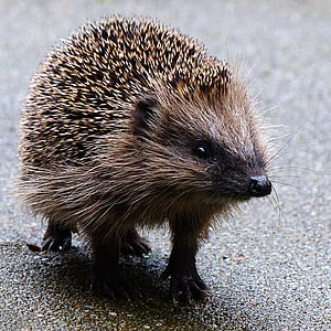 hedgehog walking on road thumbnail