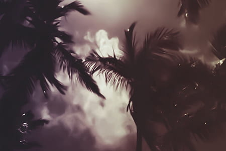 silhouette of palm trees thumbnail