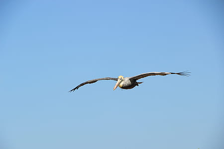white and black pelican flying at daytime thumbnail