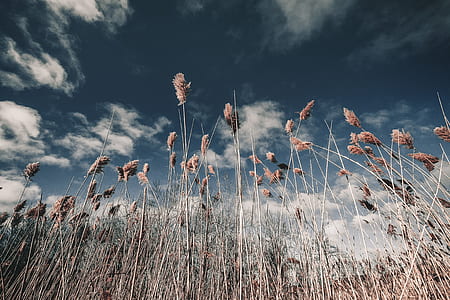 brown wheat field thumbnail
