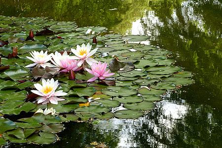 white and pink lily during day time thumbnail