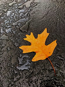 brown leaf on black surface thumbnail