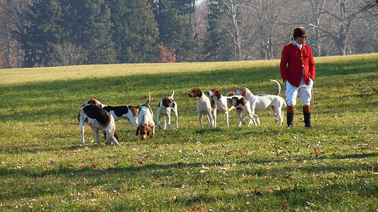man standing near pack of dogs on open field thumbnail