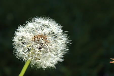 white dandelion flower closeup photography thumbnail