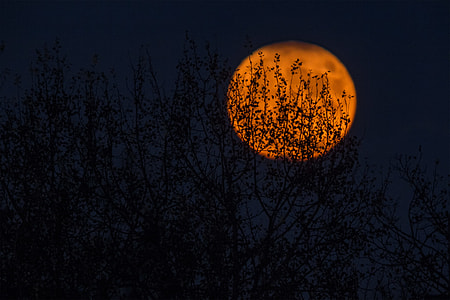 silhouette of trees during night thumbnail