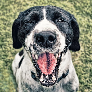 close-up photography of black and white English pointer thumbnail