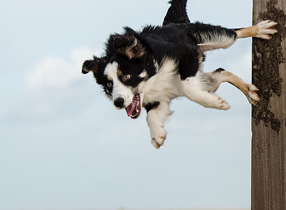 adult white and black Finnish lapphund thumbnail