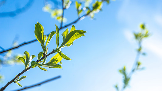 tilt shift lens photo of green leaf thumbnail