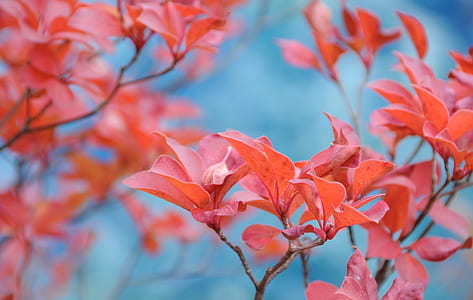 red flowers thumbnail