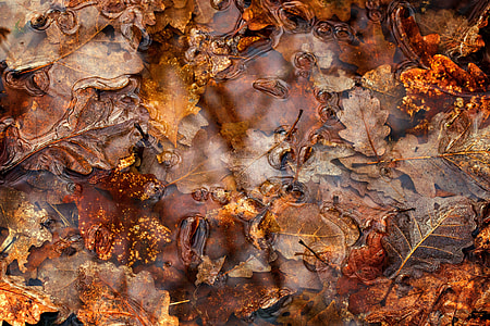 dried brown leaves in water thumbnail