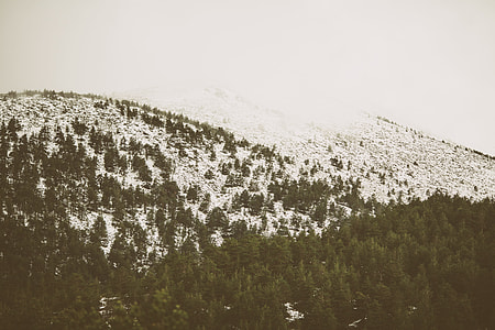green leafed plants covered by snow thumbnail