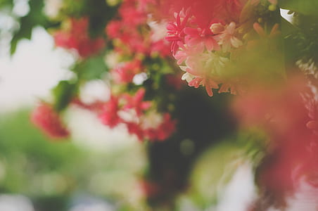 selective focus of petaled flower thumbnail