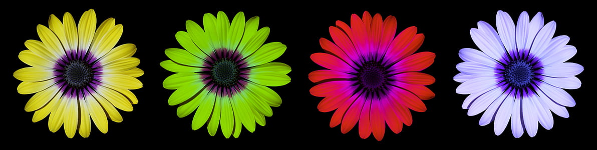 yellow, green, red, and purple flowers thumbnail