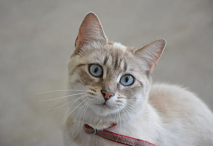 closeup photo of beige and white cat thumbnail