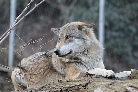 brown and white wolf resting on brown rock thumbnail