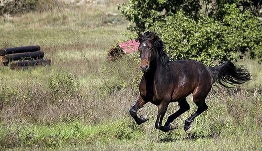 brown horse thumbnail
