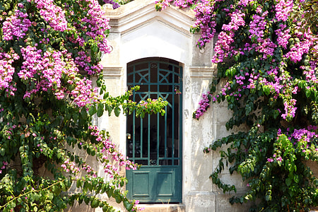 blue steel gate between purple flowers thumbnail