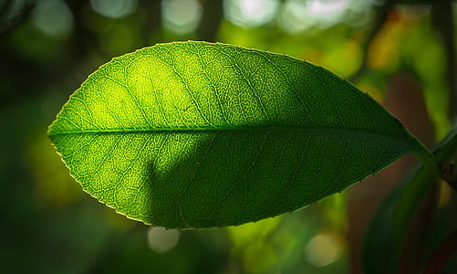 green leaf thumbnail