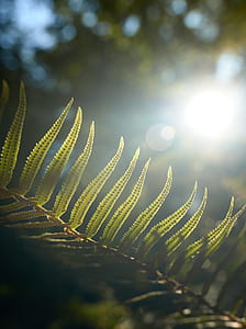 selective focus photography of green leaf plant thumbnail