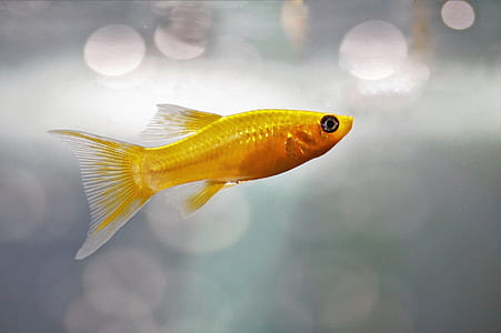 bokeh photography of yellow fish thumbnail