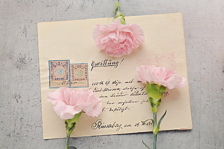 photo of three pink petaled flowers on paper thumbnail