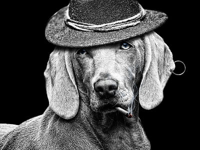 gray scale photo of dog wearing hat thumbnail