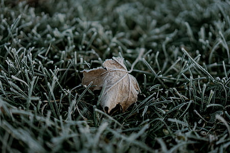brown dried leaf thumbnail