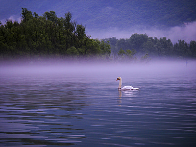 swan on body of water with fogs thumbnail